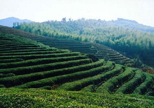 茶叶种植基地照