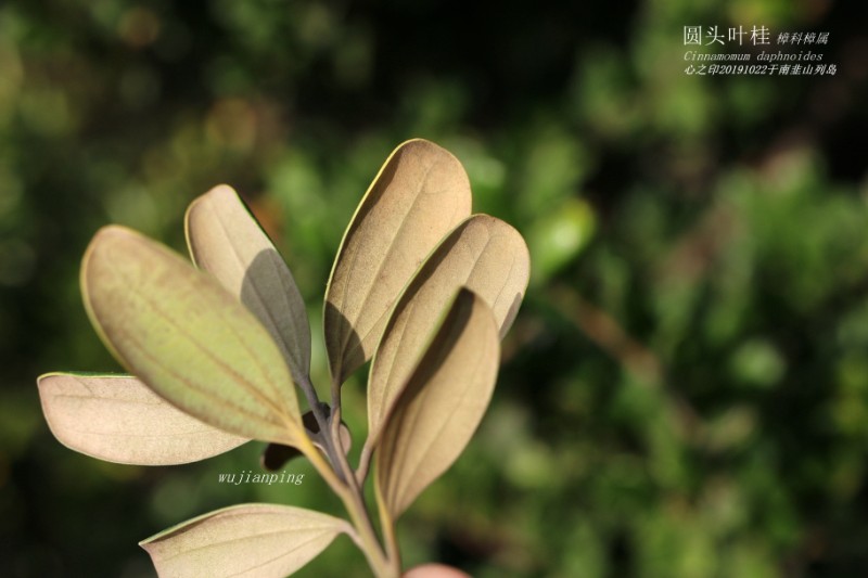 海岛植物_167705