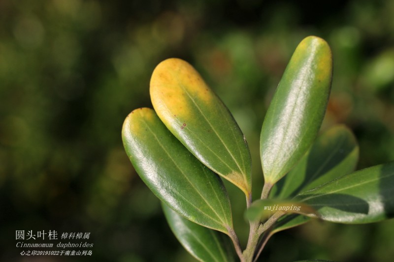 海岛植物_167707