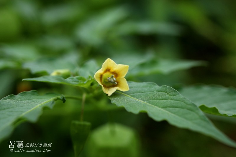 海边植物_152671