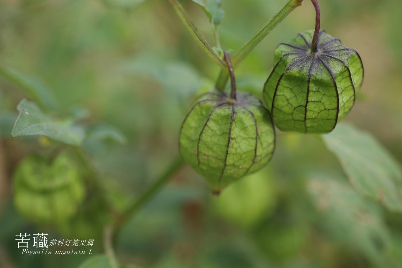 海边植物_42838