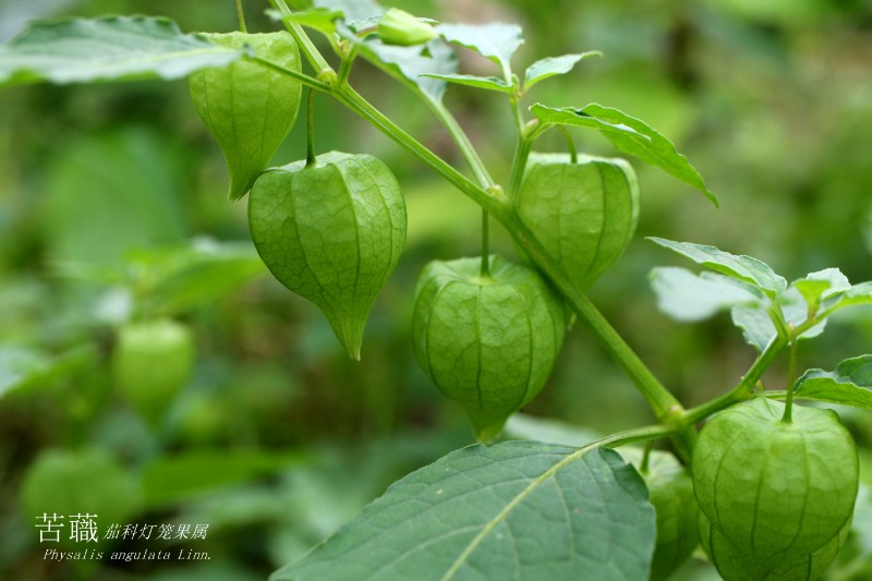 海边植物_152662