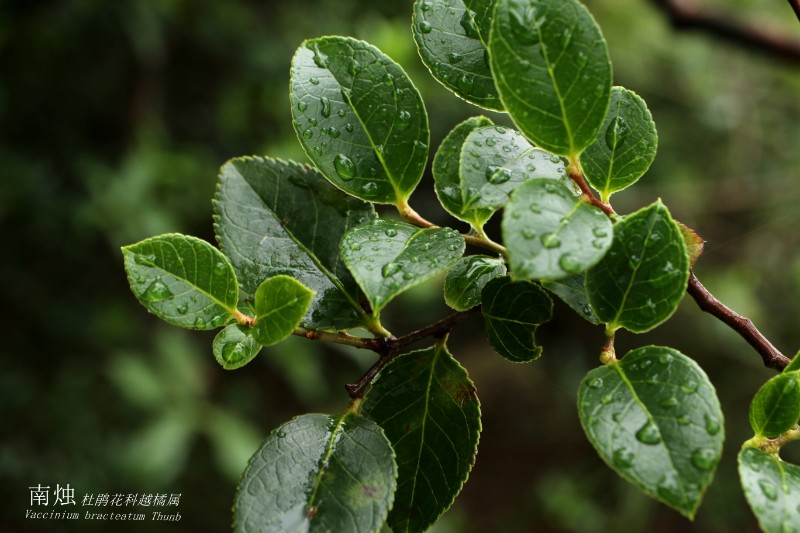 海邊植物_143418南燭