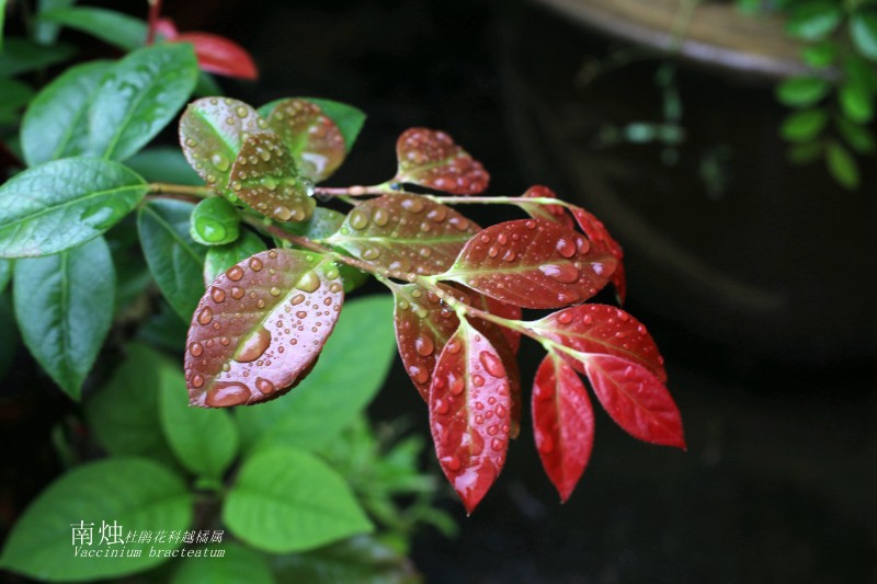 海邊植物_267097南燭