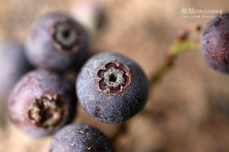 海邊植物_104123