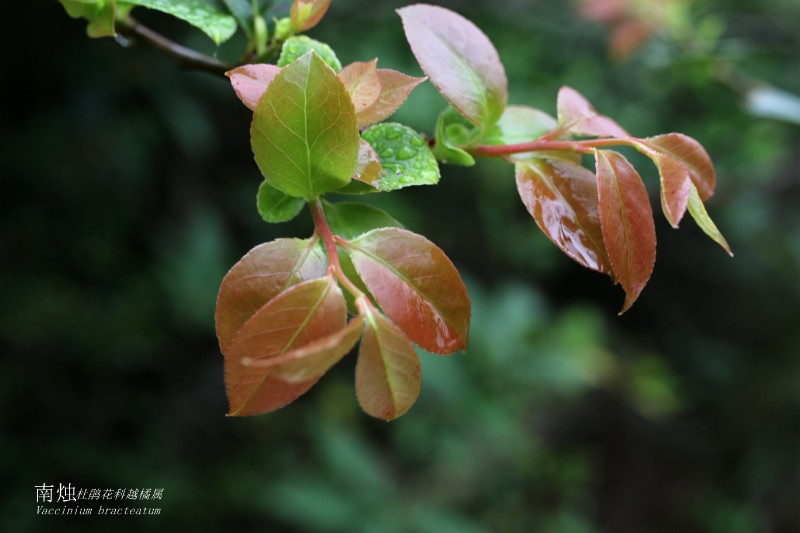 海邊植物_136942