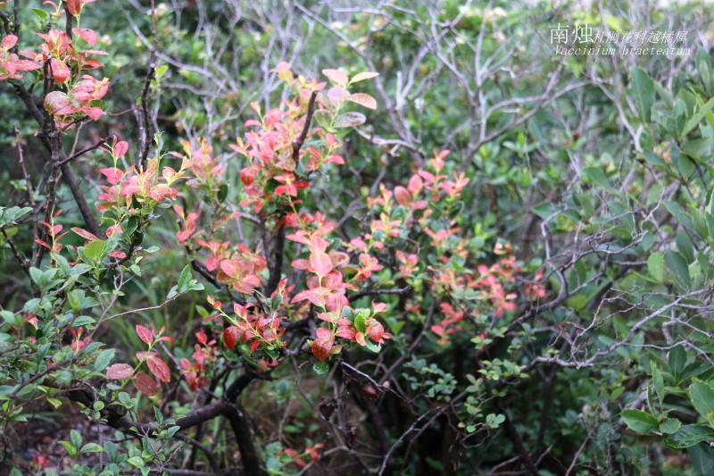 海邊植物_144012南燭