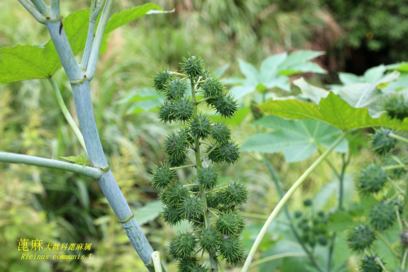 海边植物_158745