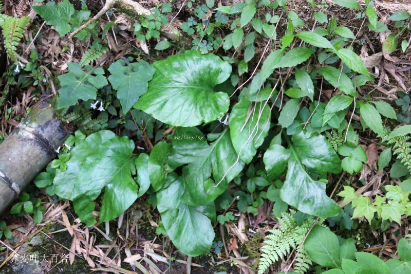 山地植物_128596荞麦叶大百合