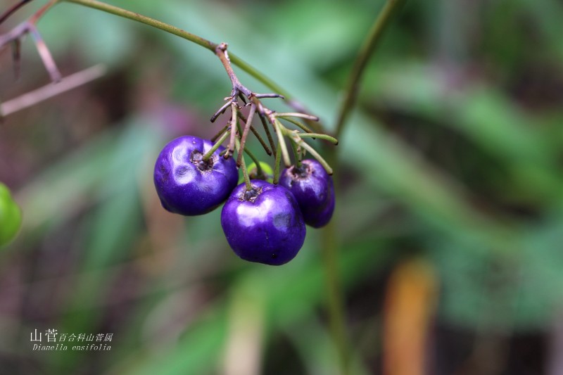 海边植物_1934山菅