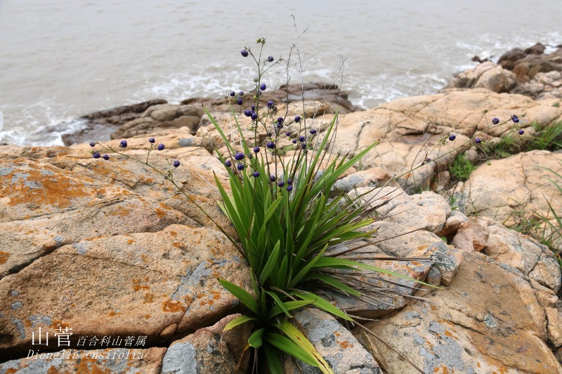 海边植物_217258