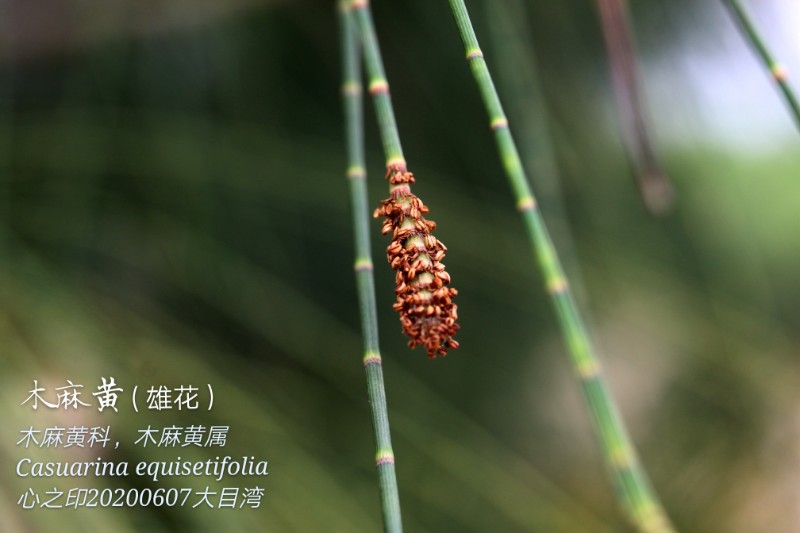 海边植物_213886_mh1592029633511