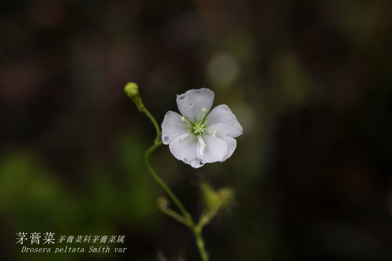 海边植物_130245