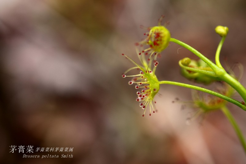 海边植物_017828