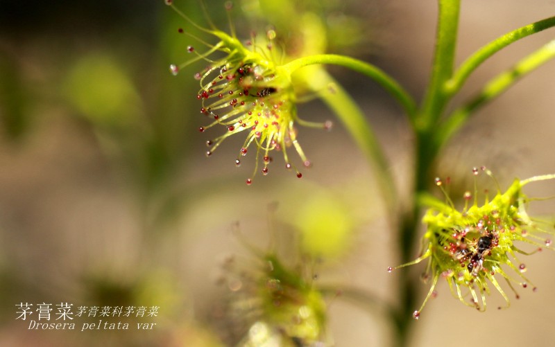 海边植物_011386