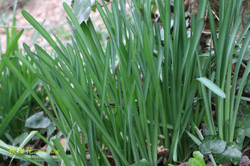 滨海植物_005016