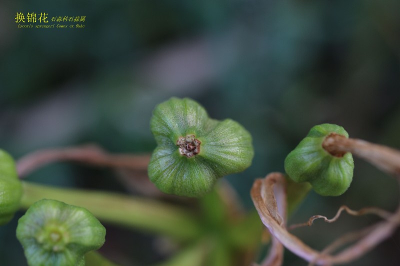 海边植物_066951