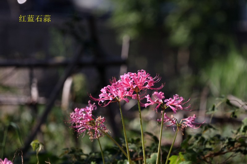 海边植物与风光_6405