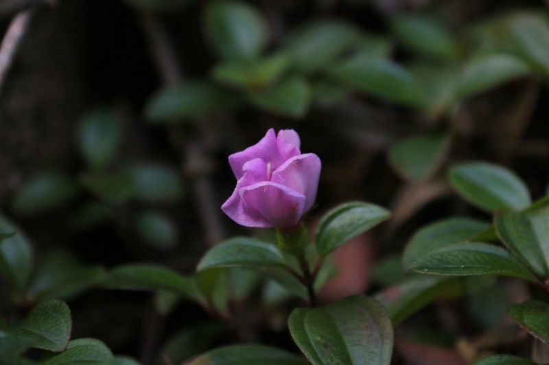 山地植物_062050