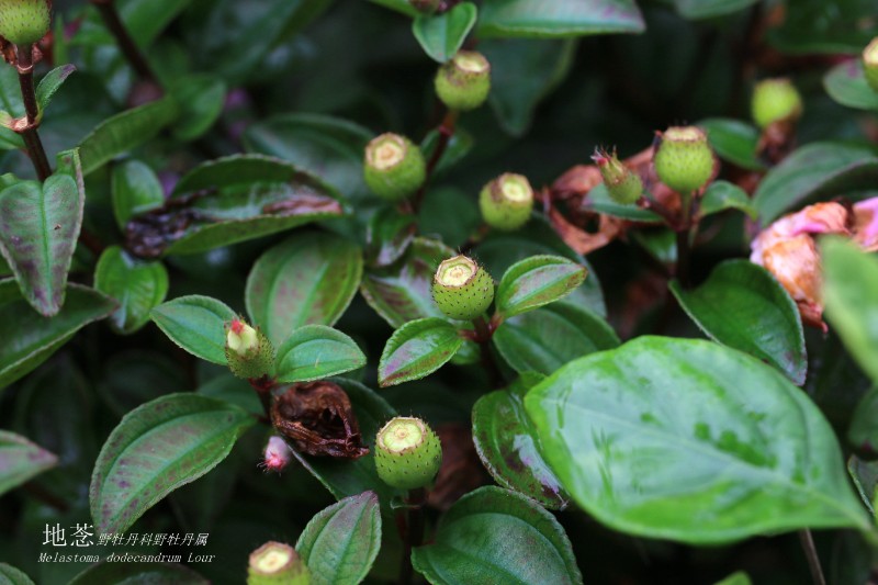 海边植物_268450