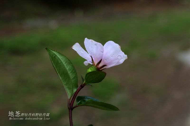 海边植物_267167