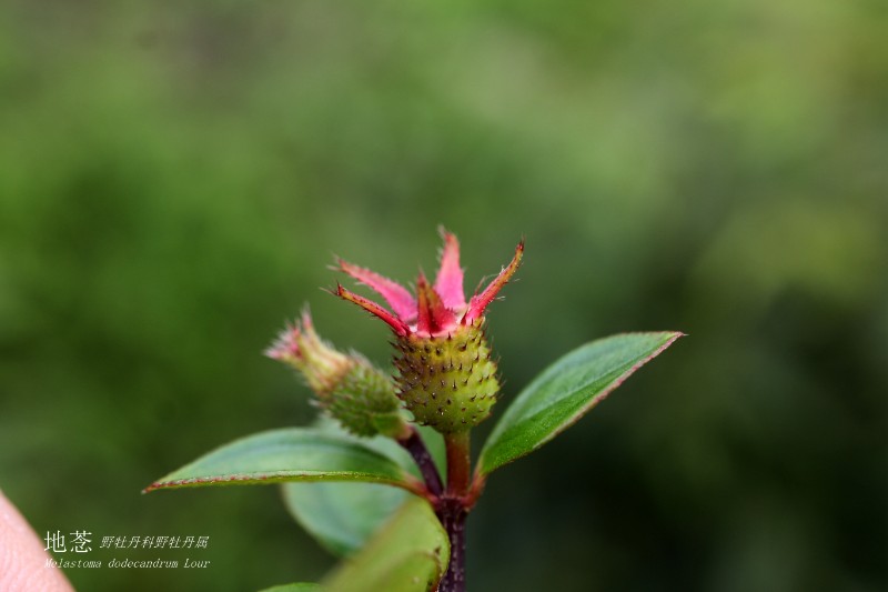 海边植物_144406