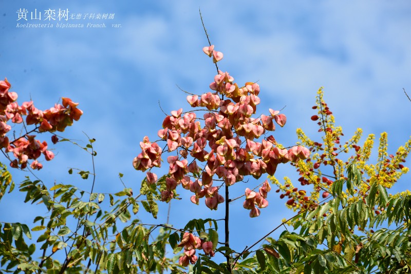 DSC_6719山地植物_2253