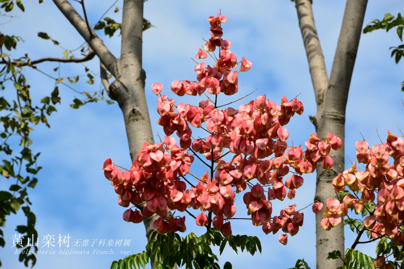 DSC_6725山地植物_2259