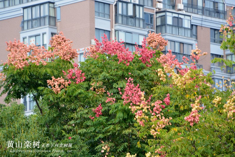 DSC_7148山地植物_2676