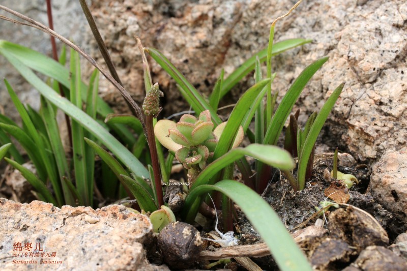 海邊植物_085978