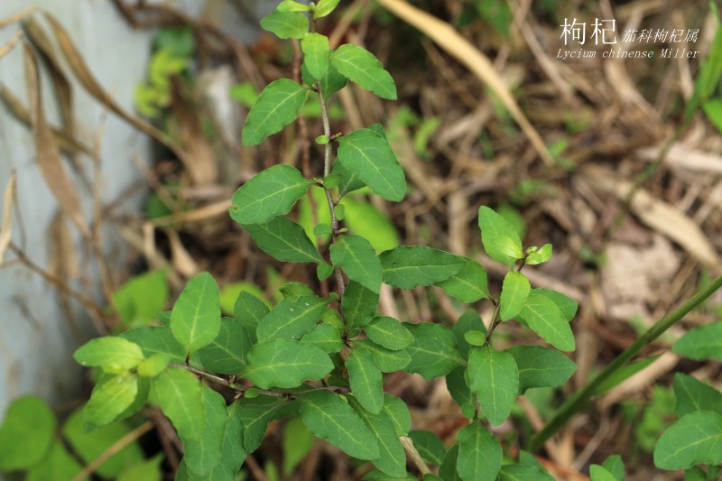 海边植物_232286枸杞