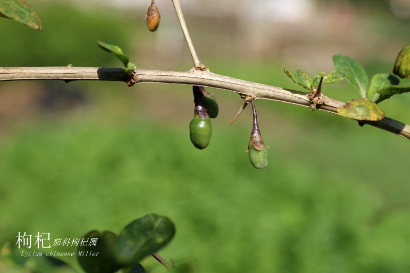 山地植物_091850