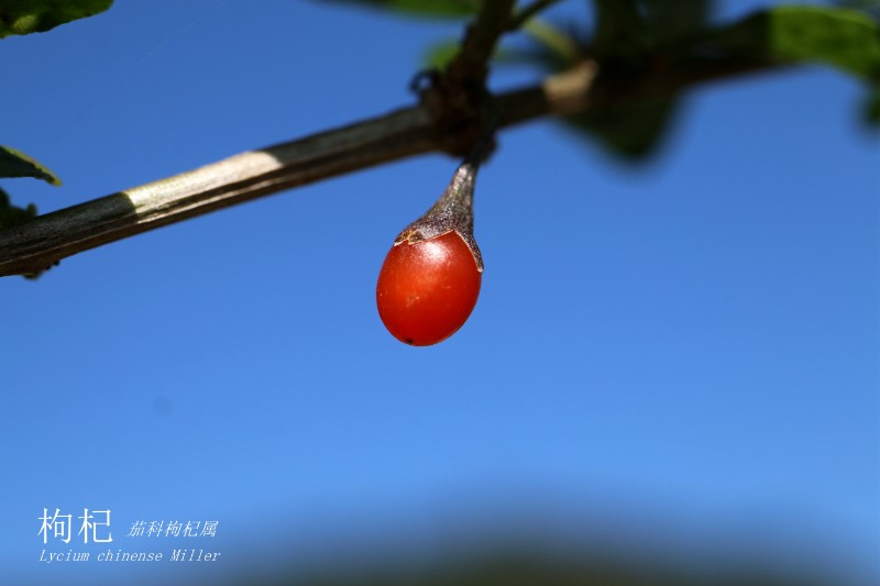 山地植物_091852