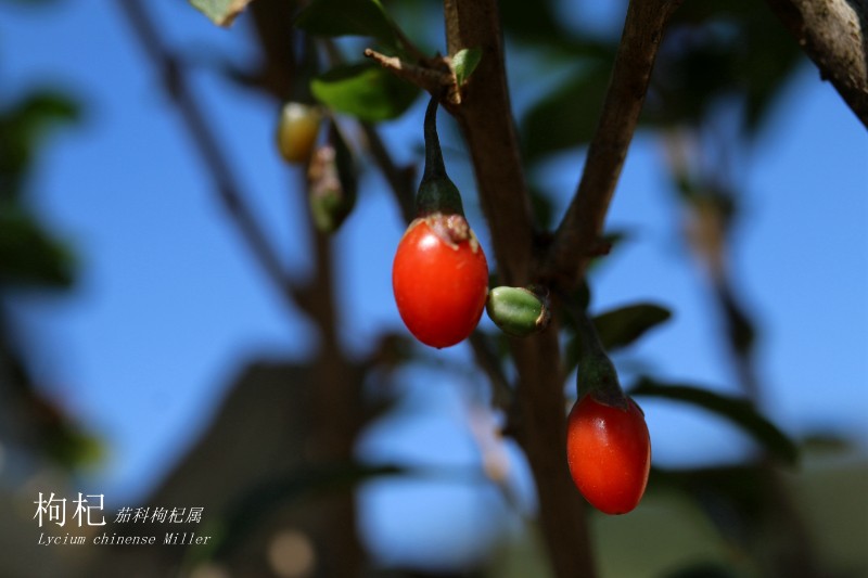 山地植物_091860