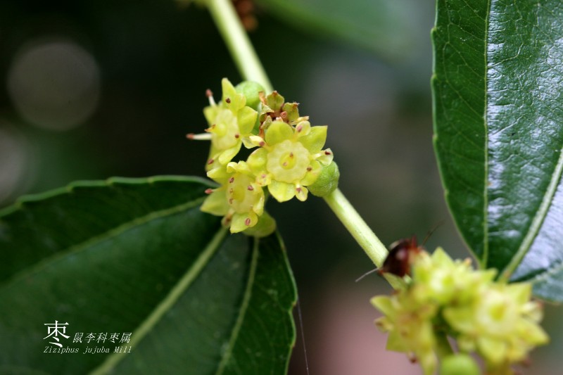 山地植物_051356