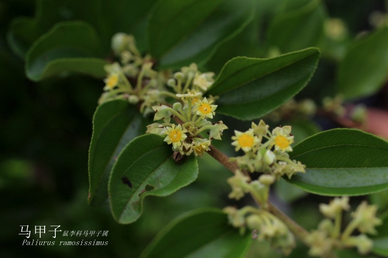 海边植物_268536