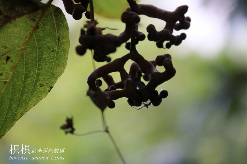 山地植物_099289