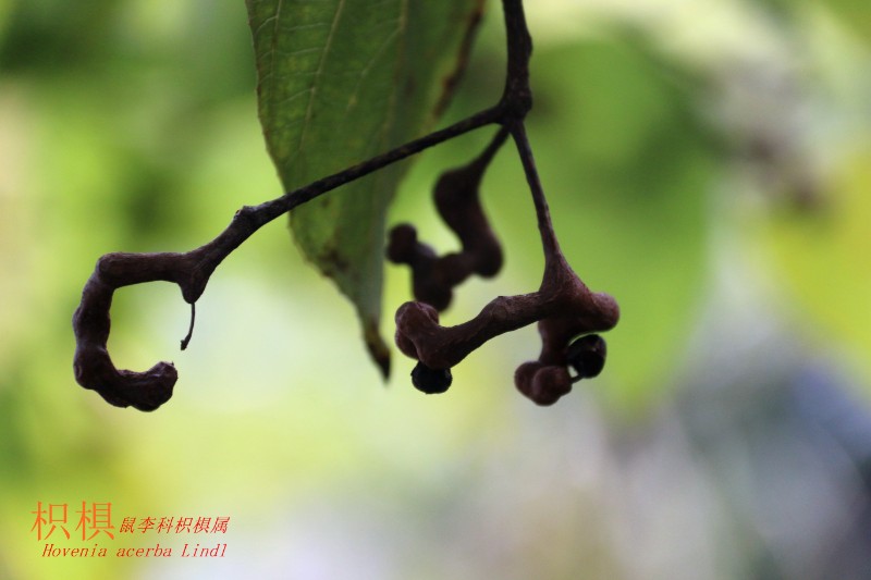 山地植物_099276