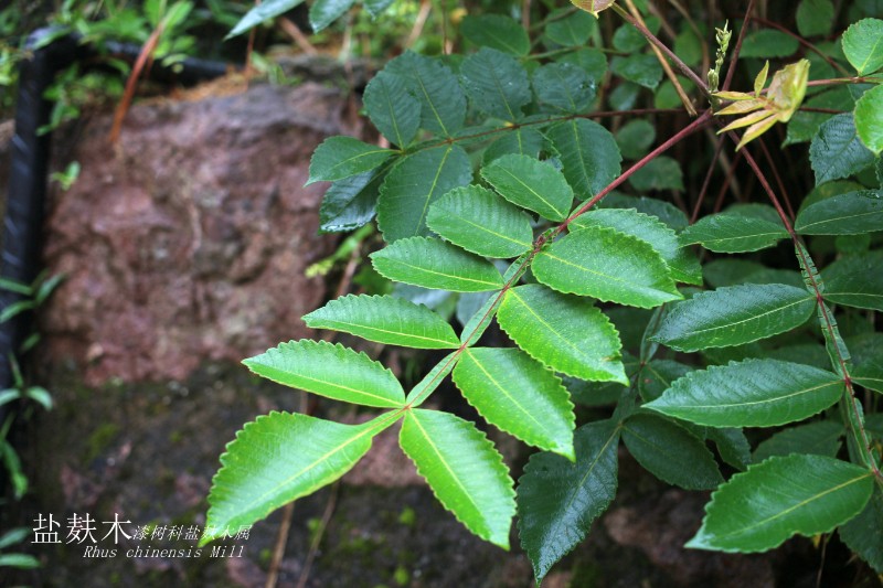 海边植物_267831盐肤木