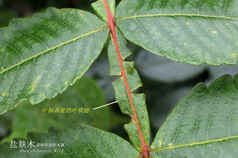 山地植物_147225盐肤木