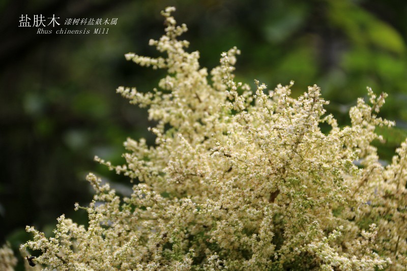 山地植物_079908