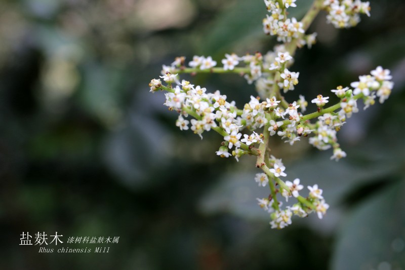 山地植物_080982盐肤木