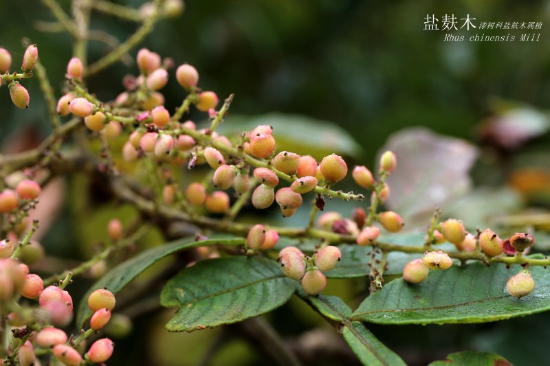 山地植物_089480