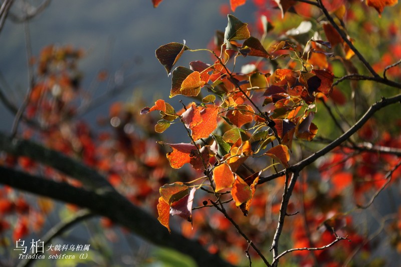 海边植物_105565乌桕