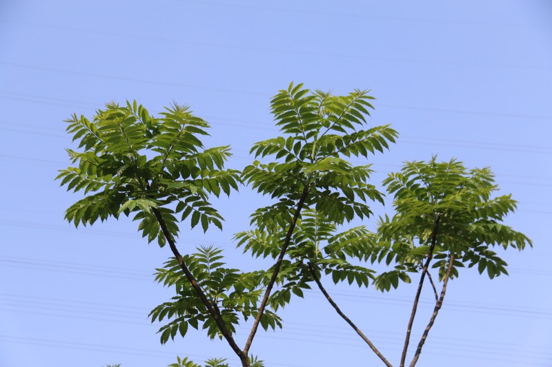 徐福古道行（植物）_18263