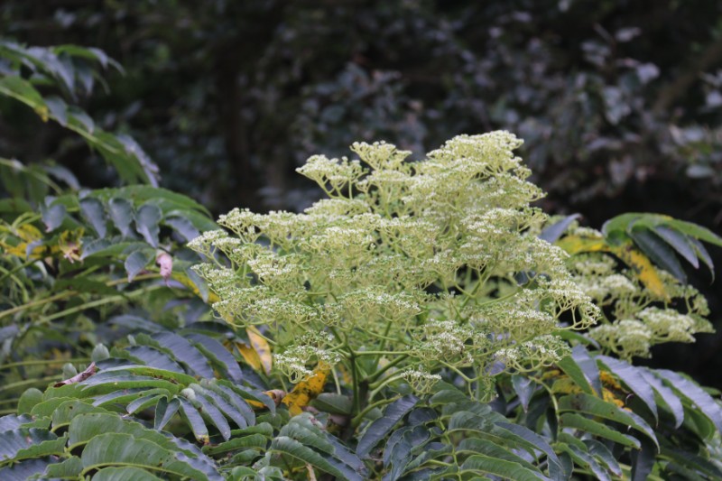 海边植物_275659椿叶花椒