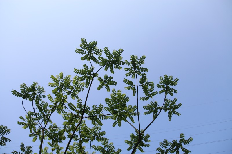 徐福古道行（植物）_18294椿叶花椒