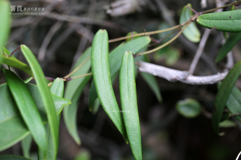 海边植物_101059