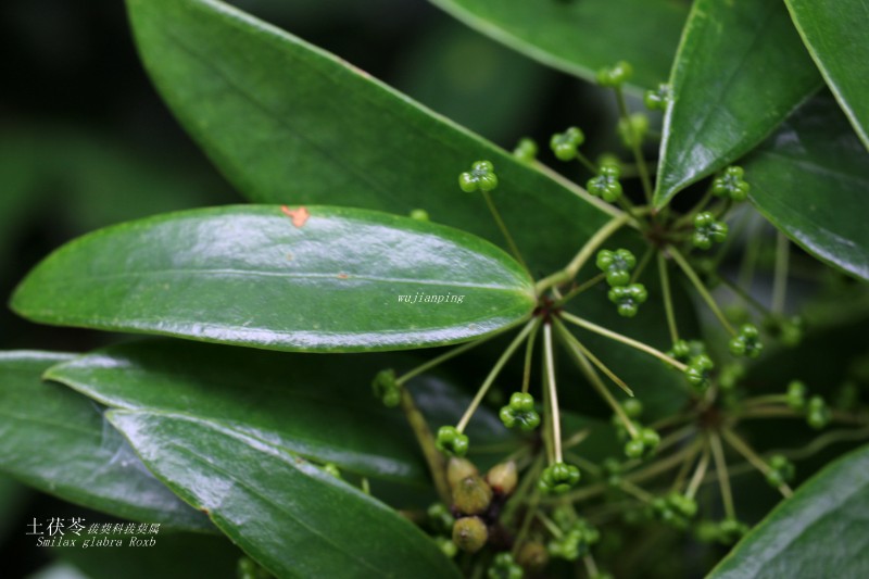 山地植物_078627土伏苓