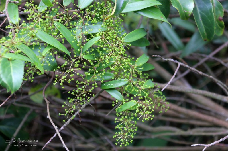 山地植物_081604